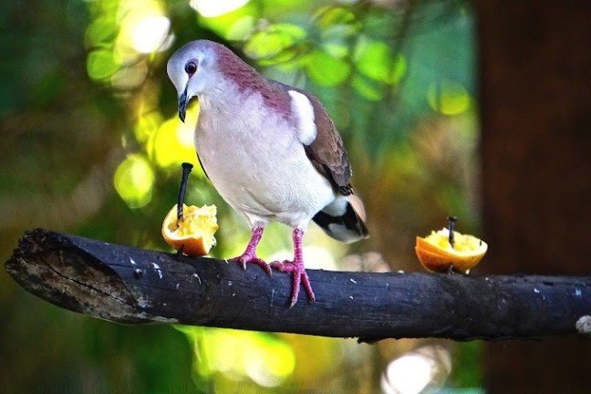 Rocklands Bird Sanctuary