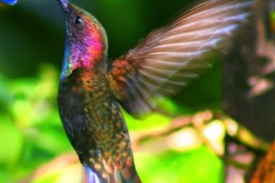 Rocklands Bird Sanctuary