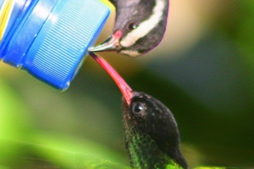 Rocklands Bird Sanctuary