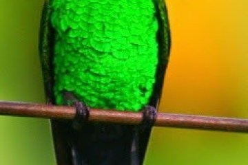 Rocklands Bird Sanctuary